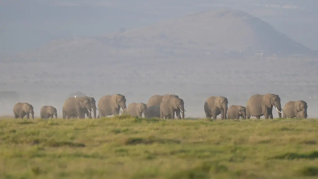 15 Elefanten sterben in Kenia an vergifteten Tomaten