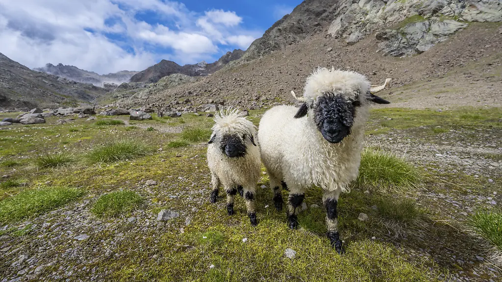 Tragödie in den Schweizer Alpen: Blitzeinschlag tötet fast 100 Schafe