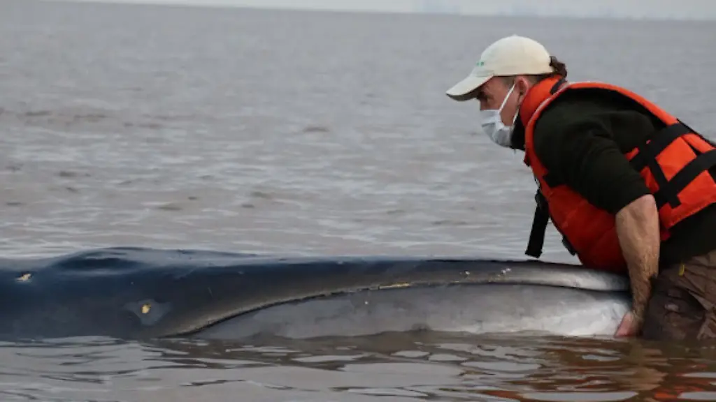 Ein gestrandeter Wal im Río de la Plata: Ein tragisches Rettungsvorhaben