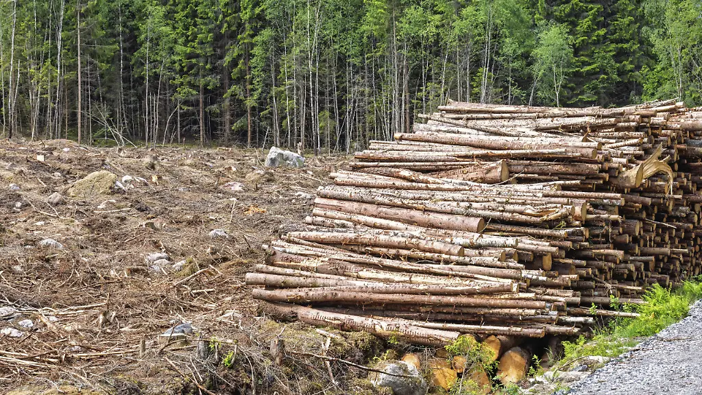 EU verschärft Kaffeeregeln und lockert Waldschutzvorgaben für Rinderhäute