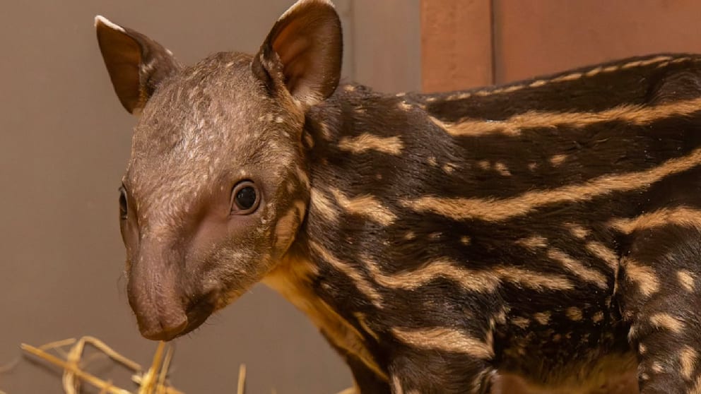Zoo feiert Geburt eines Mini-Tapirs
