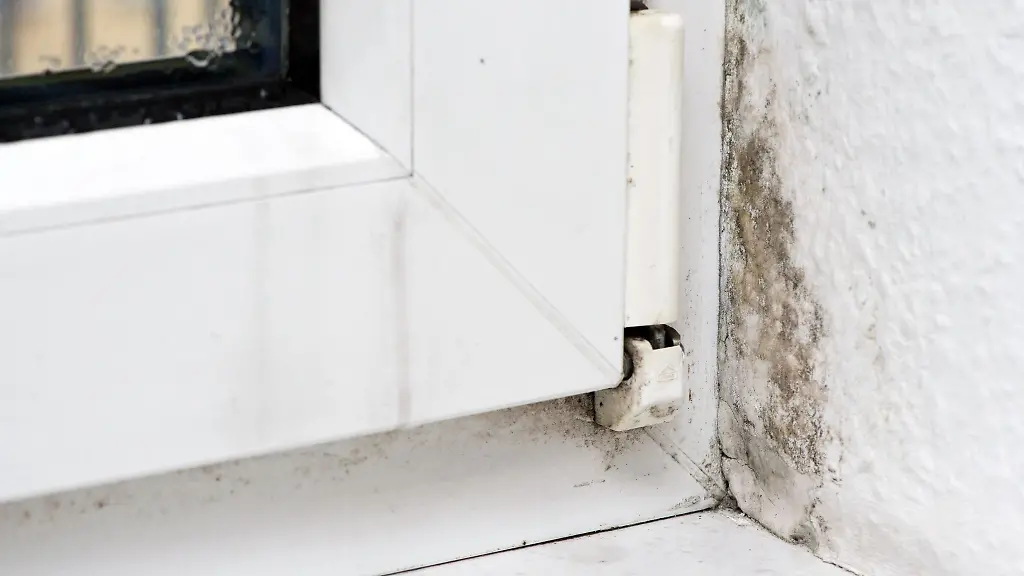 Selbsthilfe gegen Schimmel in der Wohnung