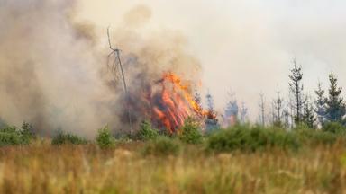 Waldbrände in Belgien und Deutschland: Aktuelle Lage