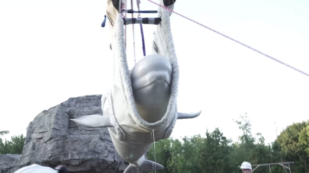 Transport geretteter Beluga-Wale nach Spanien