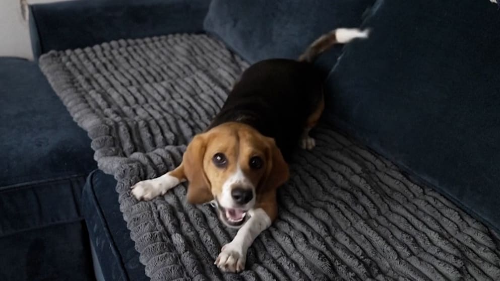 Durchbruch in der Allergieforschung: Neuartige Beagles für Allergiker gezüchtet