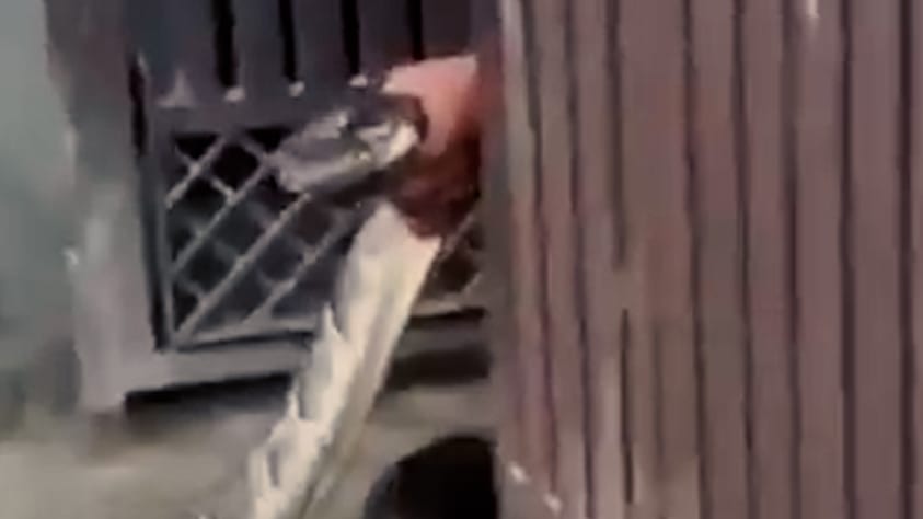 Mann rettet Dorf vor 2-Meter-Python