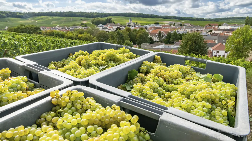 Früheste Weinlese in der Champagne durch Klimawandel