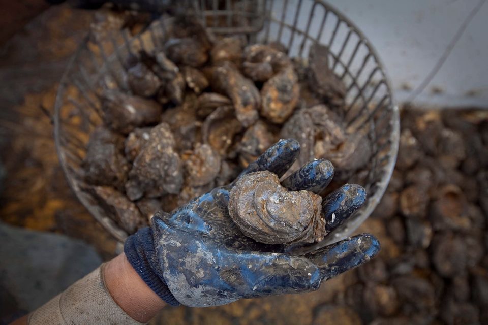 Austernraub in Australien: Muscheln im Wert von über 200.000 Euro gestohlen