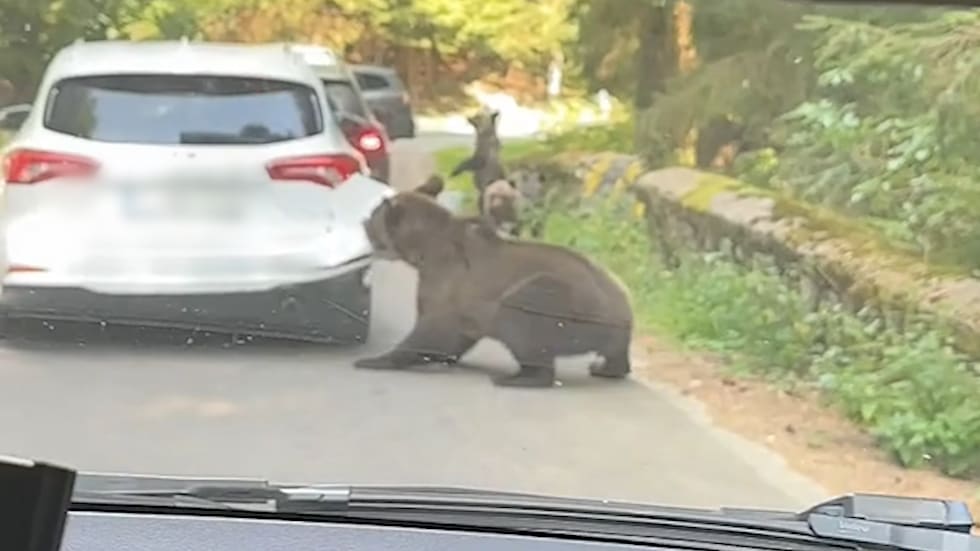 Braunbär-Angriff auf Auto in Rumänien