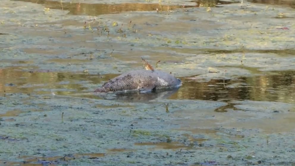Fischsterben im Seitenarm des Rheins durch Niedrigwasser