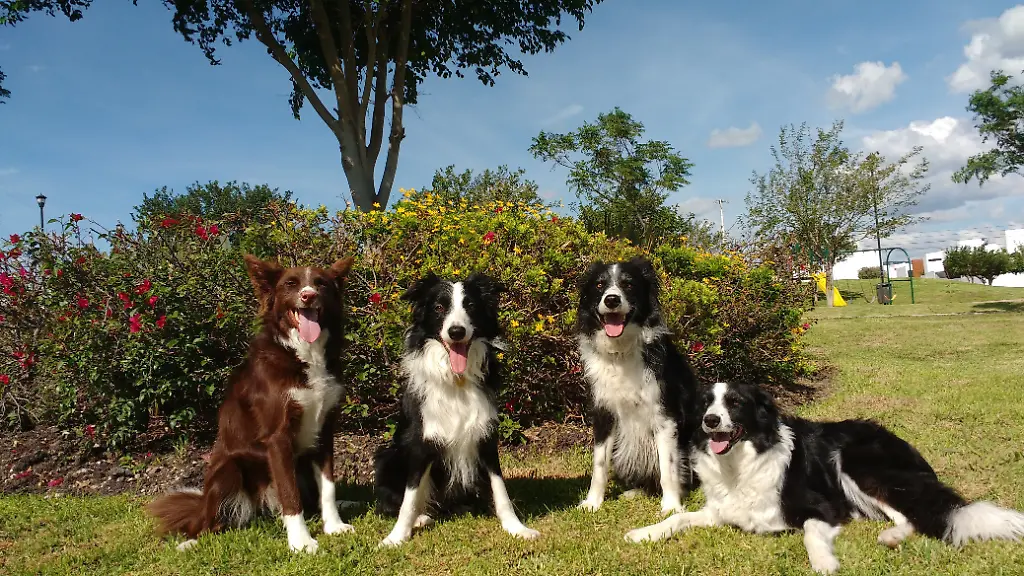 Forscher entlarven, wie Hunde menschliche Emotionen erkennen
