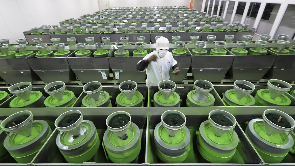 Matcha-Boom treibt Japans Lebensmittelexporte