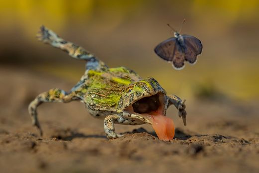 Beeindruckende Tierfotografien aus aller Welt