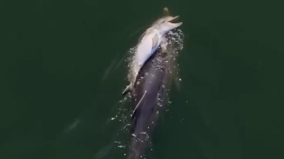 Trauernder Delfin: Mutter trägt totes Kalb durchs Meer