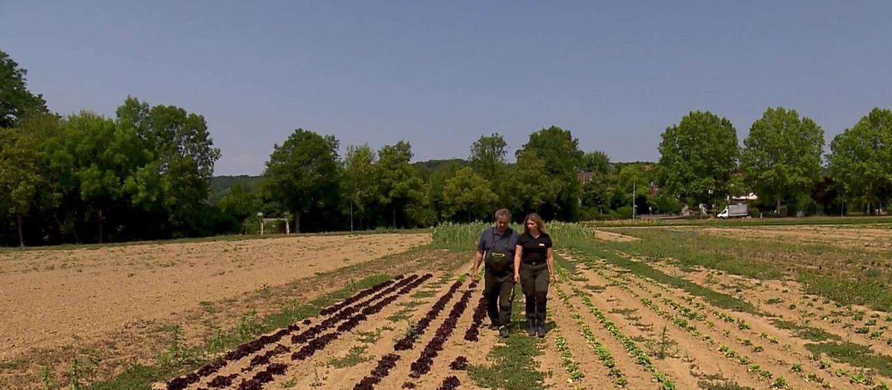 Dürre führt zu Ernteverlusten