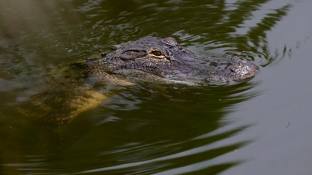 Frau von Alligator in Florida angegriffen