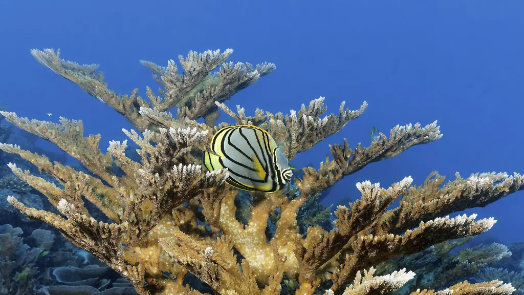 Anzeichen einer Erholung: Sommermonsun rettet Great Barrier Reef