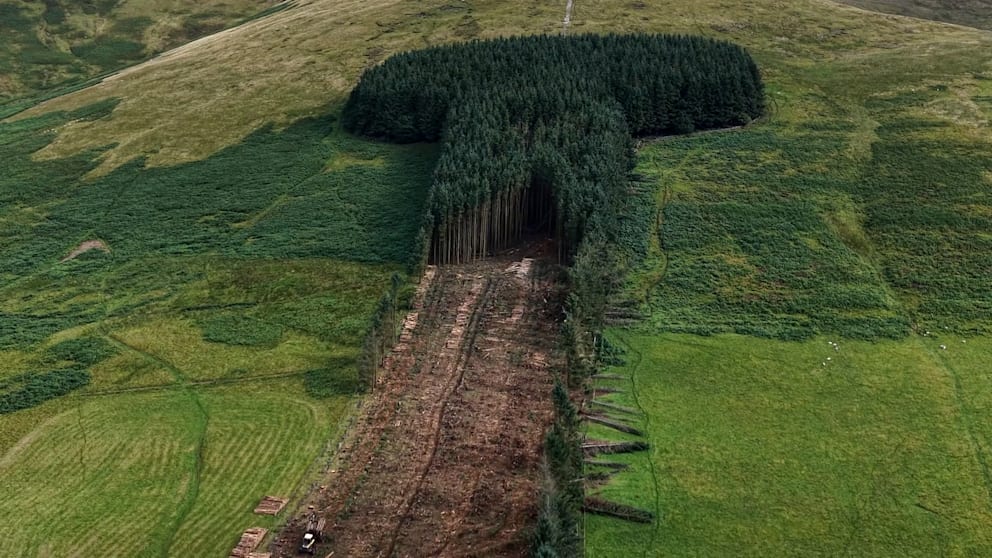 Historischer „Penis-Wald“ in Schottland wird gefällt