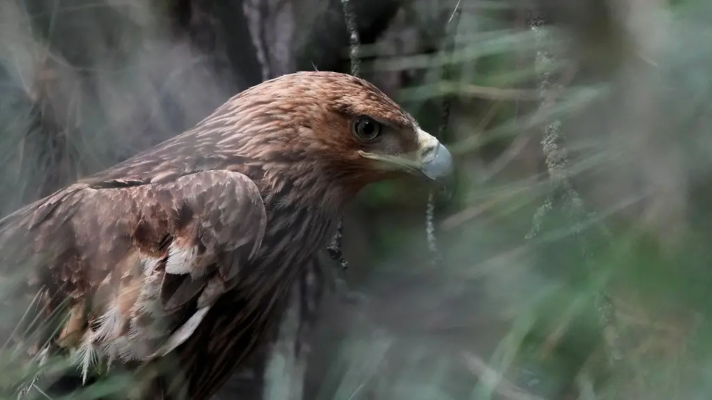 Kaiseradler „Feliks“: Von Vogelschmugglern befreit in Serbien zurück