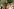 Politische Streamer im Aufwind: Marcant als Vorreiter