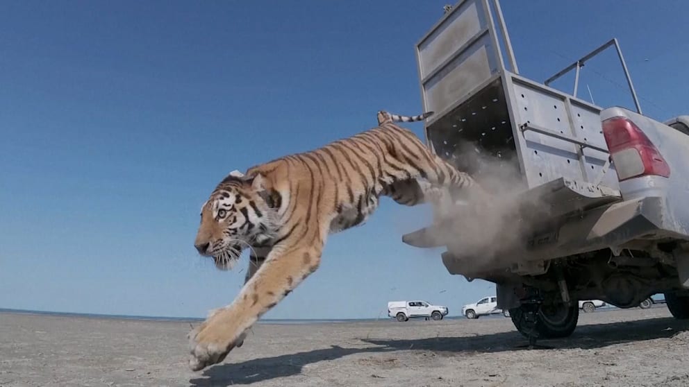 Amur-Tiger in Kasachstan ausgewildert: Neustart für verschwundene Population