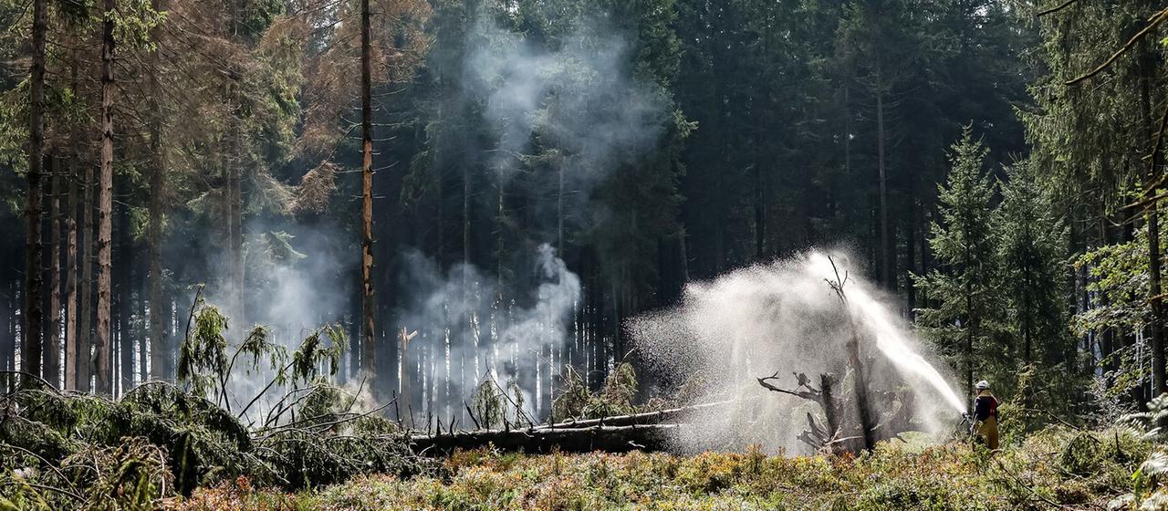 Waldbrand in Belgien unter Kontrolle: Herausforderungen im Osten bleiben