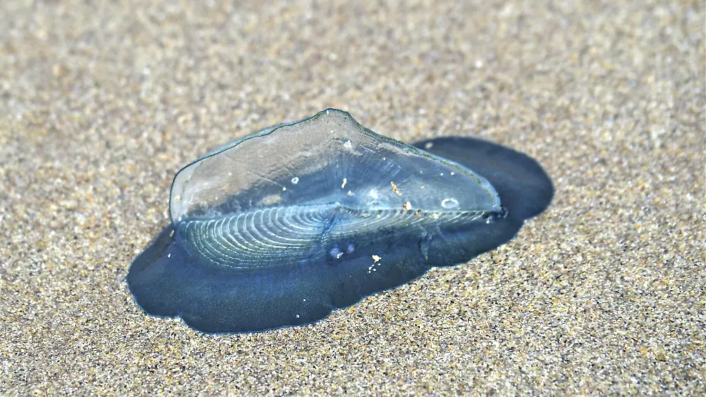 Subtropische Segelqualle erstmals an deutschen Strand gesichtet