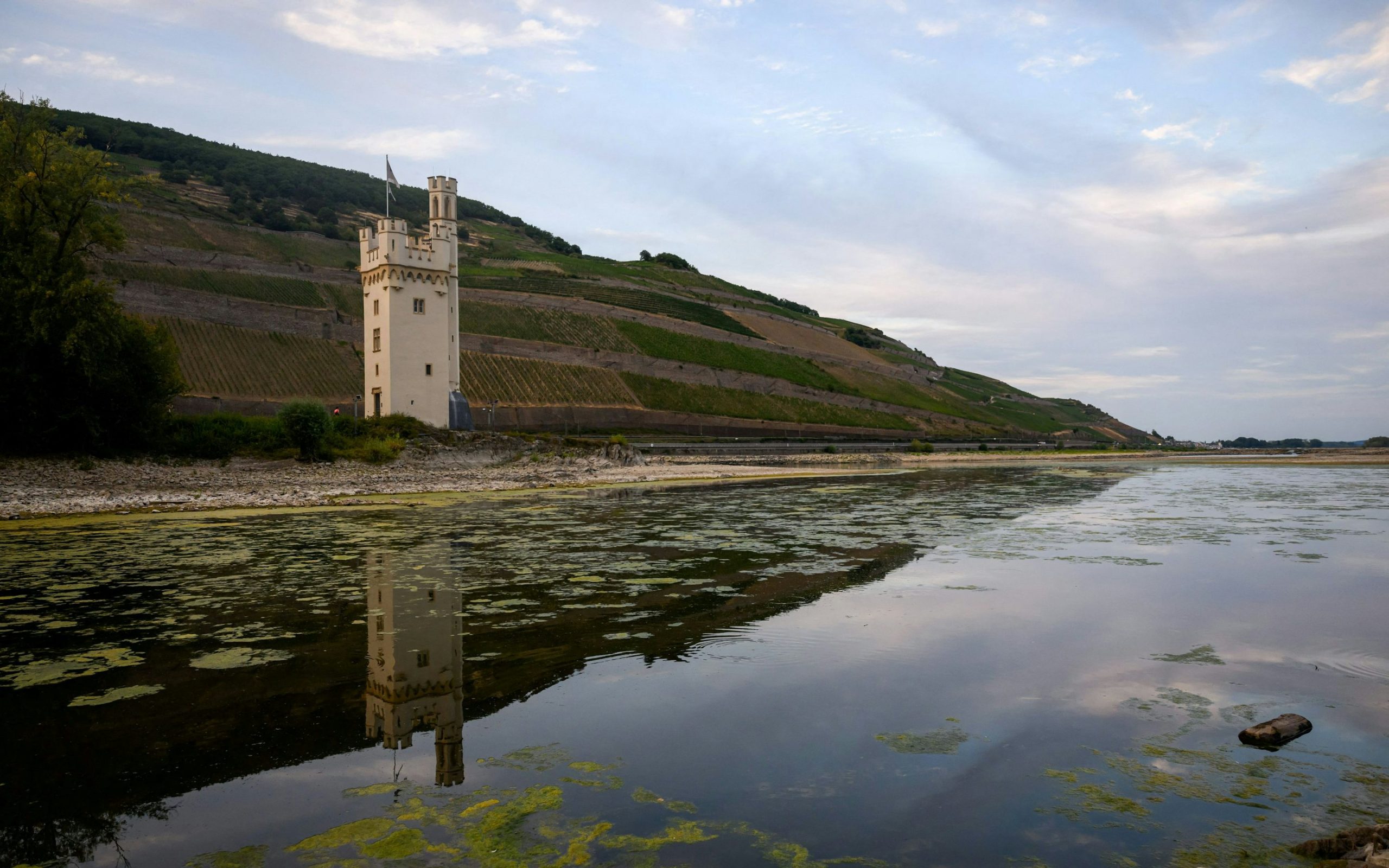 Niedrige Wasserstände im Rhein beeinflussen Wirtschaft und Tourismus