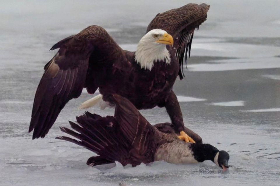 Symbolpolitik und Naturkampf: Weißkopfseeadler gegen Kanadagans