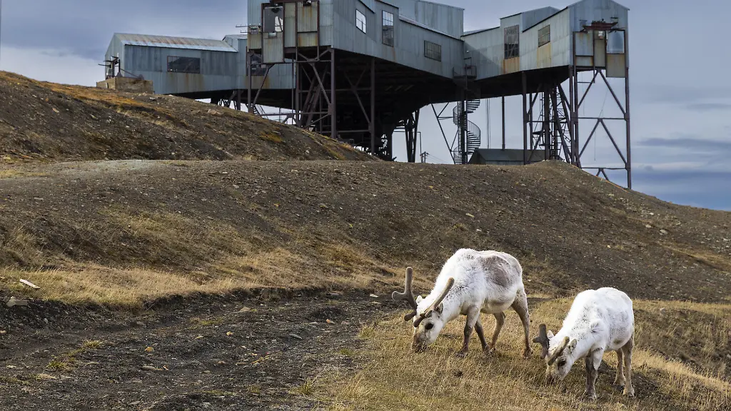 Rätselhafte Todesfälle von Rentieren in Spitzbergen