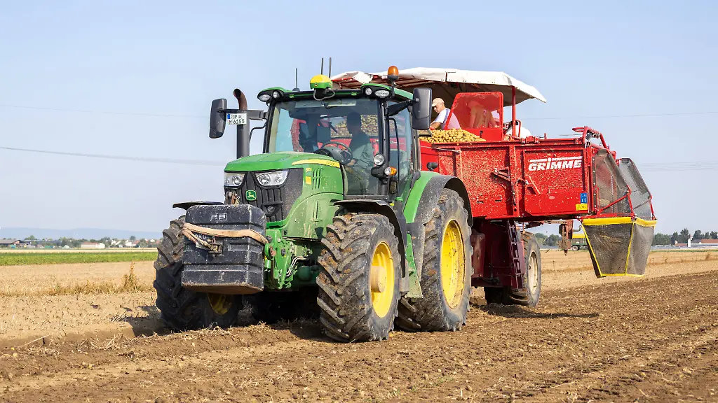 Erwartete geringere Kartoffelernte aufgrund von Dürre
