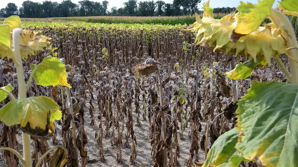 Rekordhitze führt zu enormen Ernteverlusten in Österreich