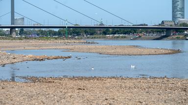 Extremes Niedrigwasser: Der Rhein und seine Auswirkungen auf die Wirtschaft