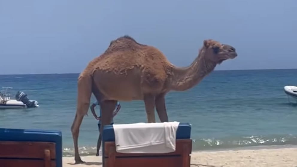 Wildes Dromedar sorgt für Aufregung am Strand