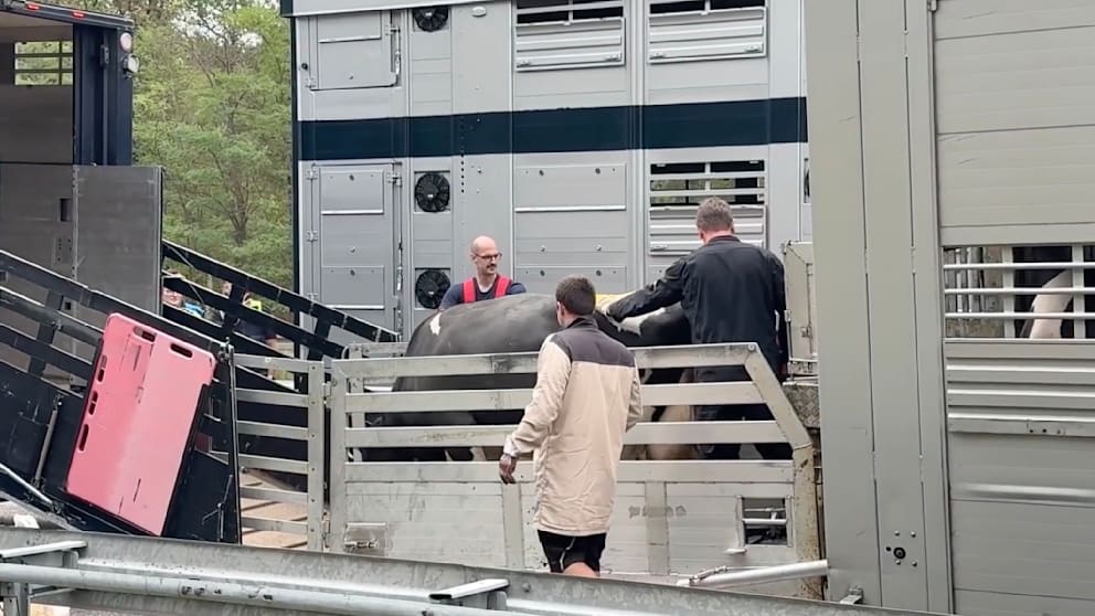 Viehtransporter auf der A5 in Brand geraten