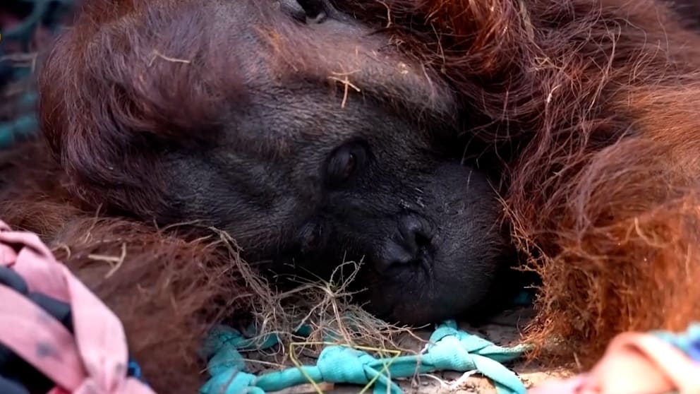 Feuer bedrohen Orang-Utans auf Borneo