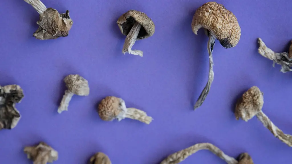 Psilocybin: Potenzial bei der Chemotherapie