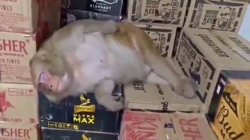 Affe plündert Schnapsladen in Indien