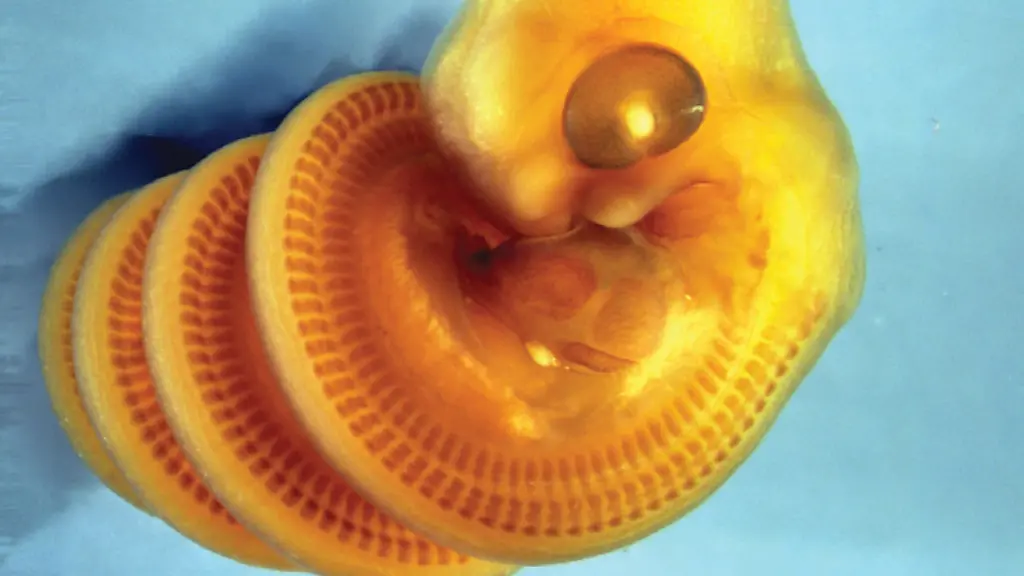 Forscher Entschlüsseln Geheimnis der Schlangen-Embryos