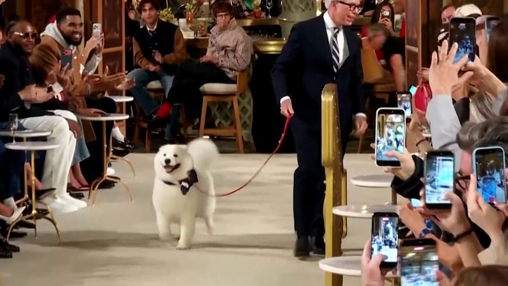 Hund stiehlt die Show bei Tommy Hilfiger