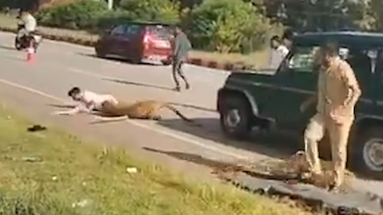Mann von Leopard attackiert