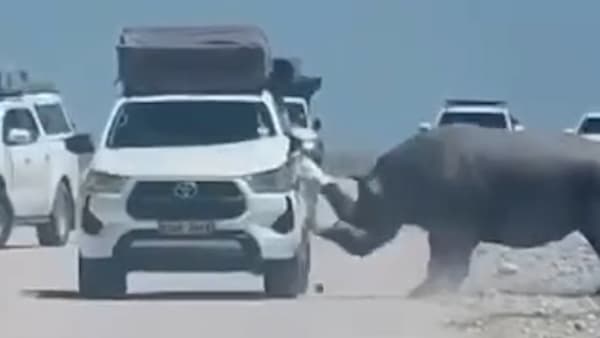 Aggressives Nashorn greift Touristenfahrzeug in Namibia an