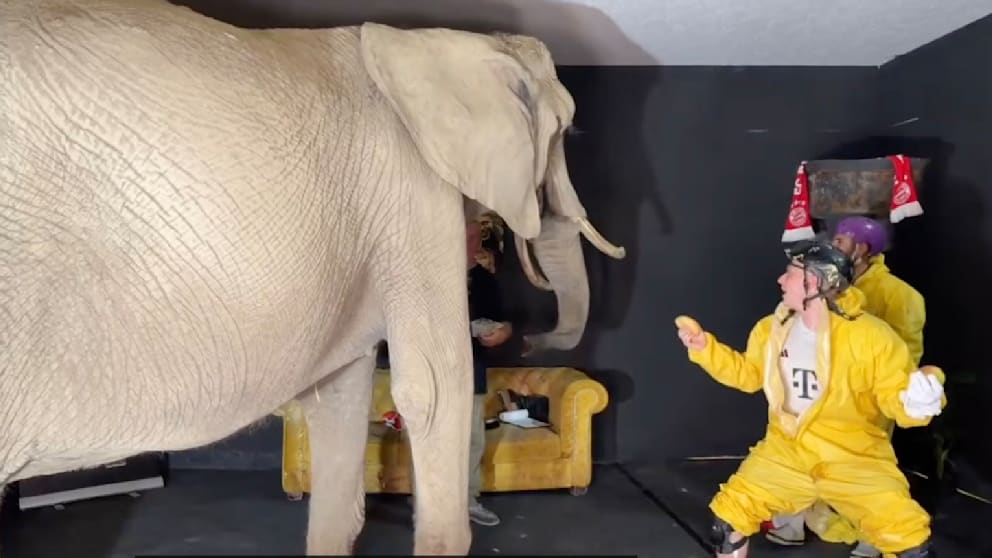 Tierschützer schlagen Alarm: Deutsche Streamer missbrauchen Elefanten im Livestream