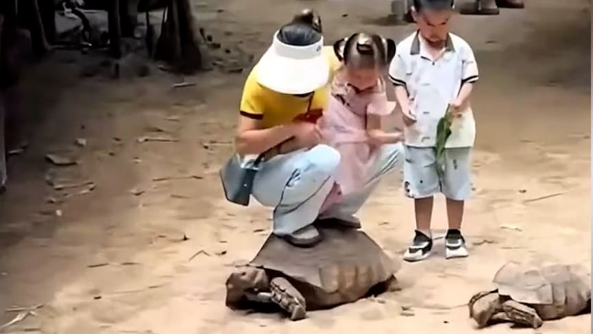 Vorwürfe der Tierquälerei in chinesischem Zoo