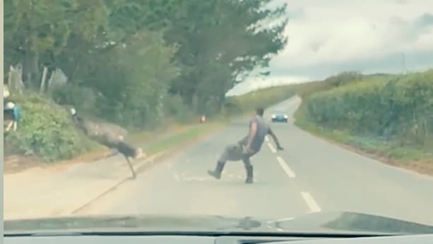 Emu flieht und sorgt für Chaos auf Landstraße