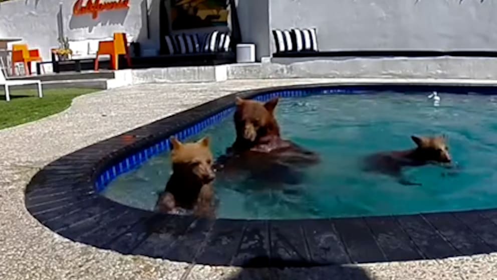Tierische Pool-Besucher in Kalifornien: Badespaß für Bärenfamilie