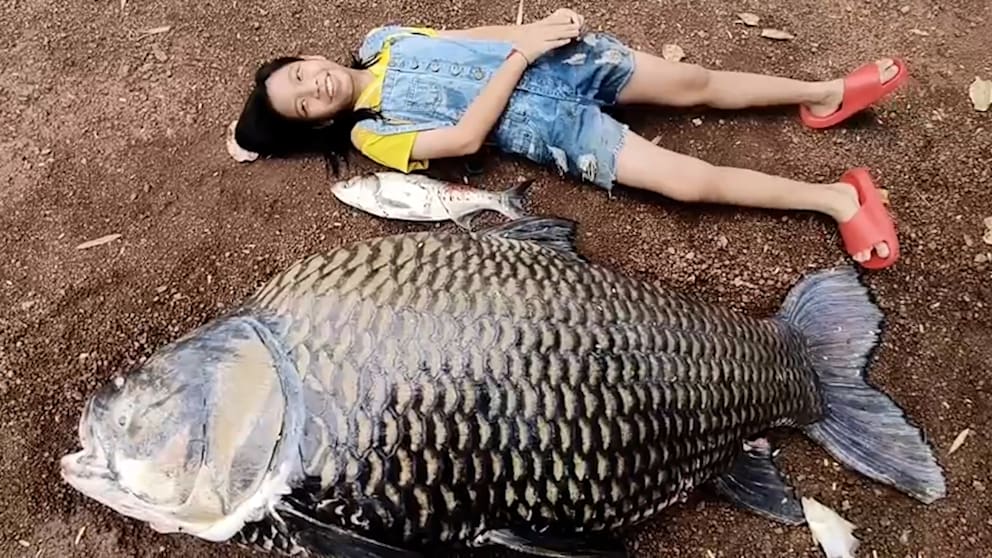 Riesenkarpfen in Thailand nach Flut entdeckt