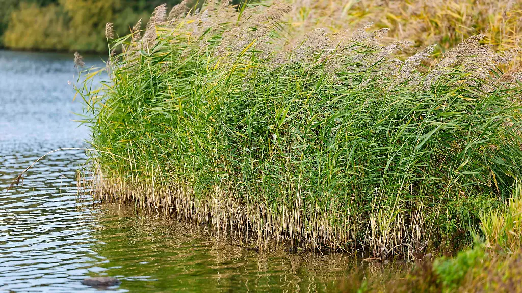 Warum Schilf an vielen Seen in Schleswig-Holstein zurückgeht