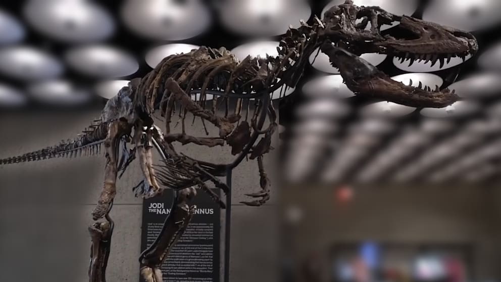 9 Millionen Dollar für Dino-Knochen: Warum dieses Skelett so wertvoll ist