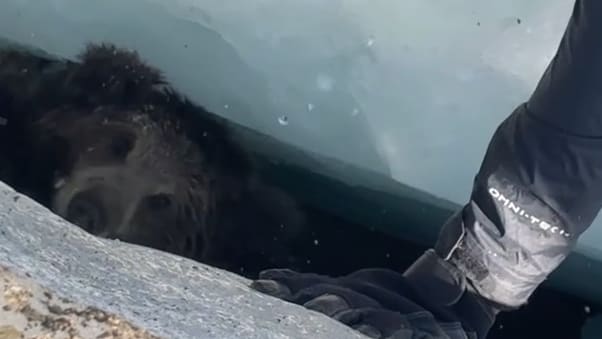 Rettung eines Bärenbabys aus einer Gletscherspalte im Himalaya